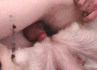 Sexy dog nicely fucked in the bedroom