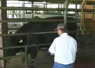 Farmer takes care of his lovely black cow