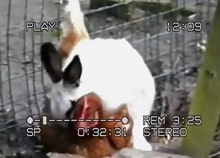 Stunning rabbit trying to fuck a cock