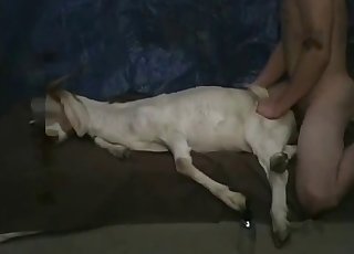 Drilling my lovely white goat in the bed