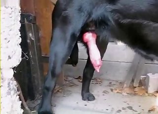 Meaty doggy boner shoots a nice cumshot