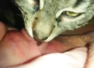Convincing this cat to perform oral