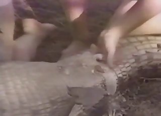 Crazy zoophiles are fucking with a crocodile
