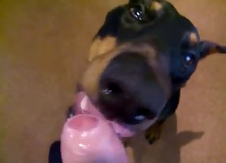 Angry doggy licking a big cock on cam