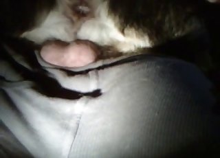 Cute dog licking my dick with love