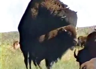 Buffalo-looking animals fucking outdoors