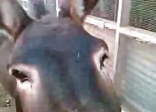 Two young mules fuck in doggy style