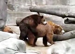 Two real bears have amazing sex in the zoo