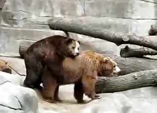 Two real bears have amazing sex in the zoo