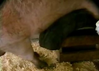 Collecting fresh sperm of a stallion