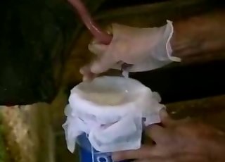 Collecting fresh sperm of a stallion