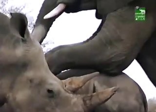 Outdoors sex session of the elephants