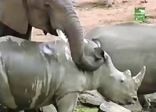 Outdoors sex session of the elephants