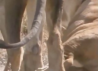 Lusty lioness taking that cock from behind