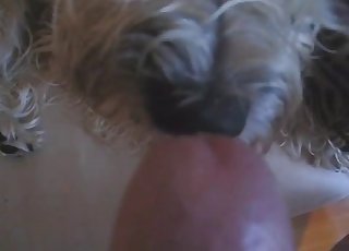 Cute hairy dog licks my hard dick