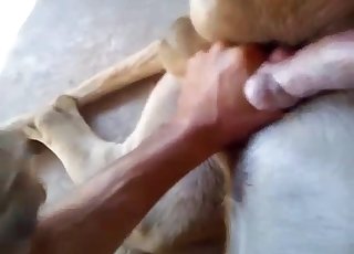 동물원에서 정말 열정적인 주먹질 영상