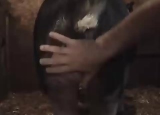 Farmer and barn animal have nasty sex