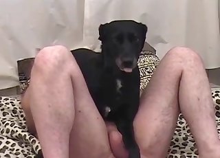 Black dog fucked by fat bald zoofil