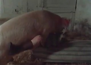 Good farm bestiality action with my wife