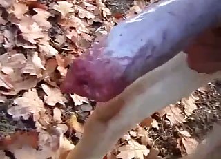 POV yakın çekimde siyah köpek götünü sikmek