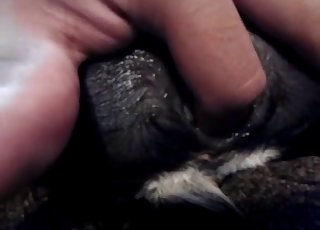 Close-up bestiality action for you