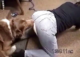 Trained hairy dog pounds a hot female