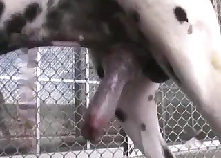 Cheerful Dalmatian fucks hard