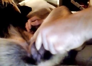 Dog gets finger-fucked on a big bed