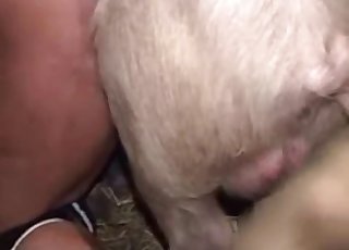 Domineering pig dominates his asshole