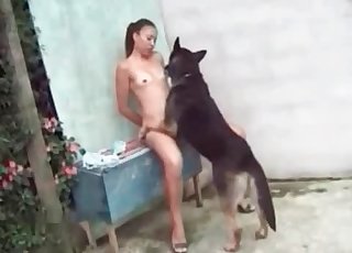 Black dog and amazing chick having bestiality