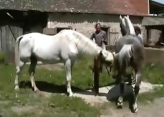 Two white stallions and a horny jockey