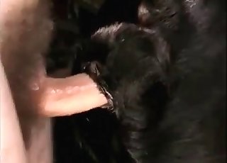 Dude violently fucking a black farm animal