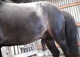 Trained stallion fucking her wet pussy from behind
