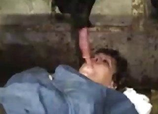 Fat old female is sucking a pig dick