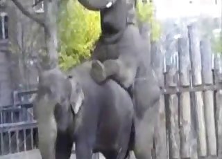 Indian elephants have insanely big cocks