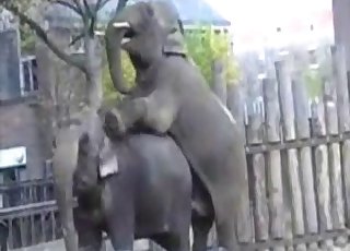 Indian elephants have insanely big cocks