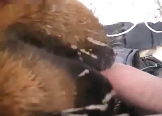 Intense BJ from a kinky animal, zoo XXX