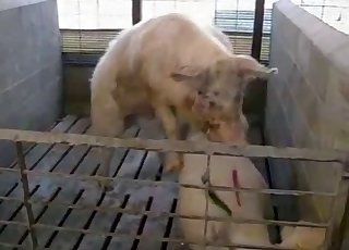 Two pigs are enjoying quick hot sex