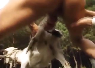 Small young lamb got drilled from behind