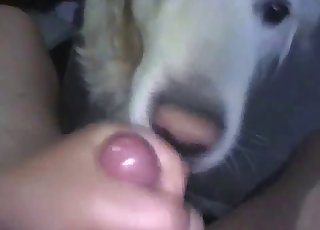Wide-eyed dog sucking cock in POV