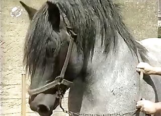 پٹھوں والے گھوڑوں کا ڈگی اسٹائل زبردست ہوتا ہے۔