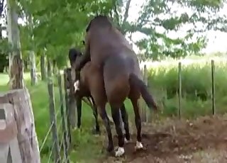 Two hot brown horses have awesome sex