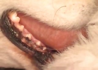 令人作呕的业余人兽交，对象是我的狗