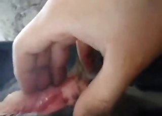 Fucking animal ass in hardcore mode