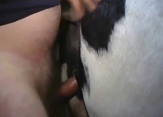 Thick cow fucked by an equally thick dude