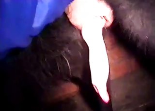 That dog cock deserves all the close-ups