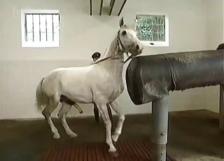 Horses being extremely sexy on cam