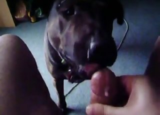 POV blowjob from a very horny dog