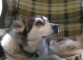 L'incredibile erezione del cane che si masturba