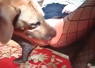 Fishnet-clad bitch violated here